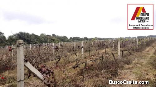 ● VENDO 4.25 HAS EN RONCEROS ALTO EL CARMEN - CHINCHA, RONCEROS ALTO