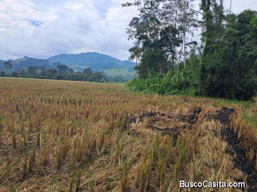 Venta 14 hectarias de terreno agricola 