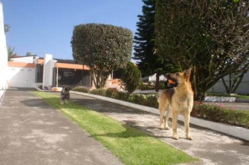 Vendo casa grande sector La Moya Armenia 2   - Valle de Los Chillos