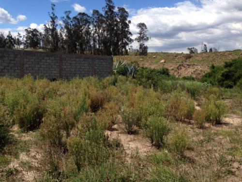 VENDO EN PIFO LOTE DE 274m A 17.810