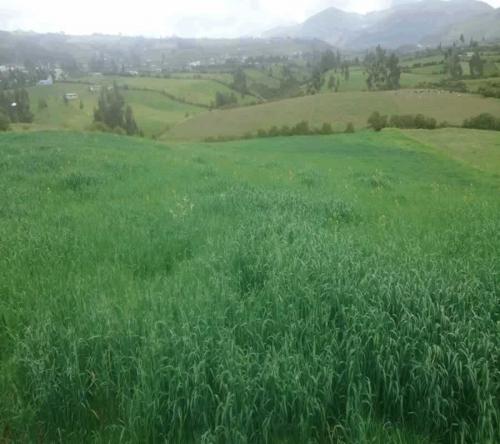 HERMOSA PROPIEDAD DE 5 HECTAREAS EN CARIACU