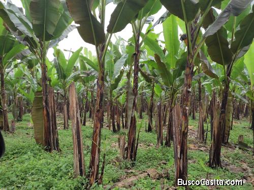 Finca Ganadera en producción