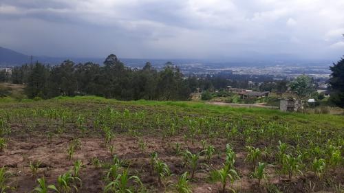 CONOCOTO, TERRENO en venta, sector la Macarena, 3000m2, topografia semiplana 