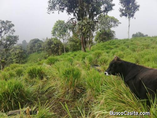 VENDO FINCA PARA TURISMO AGRICULTURA GANADERIA